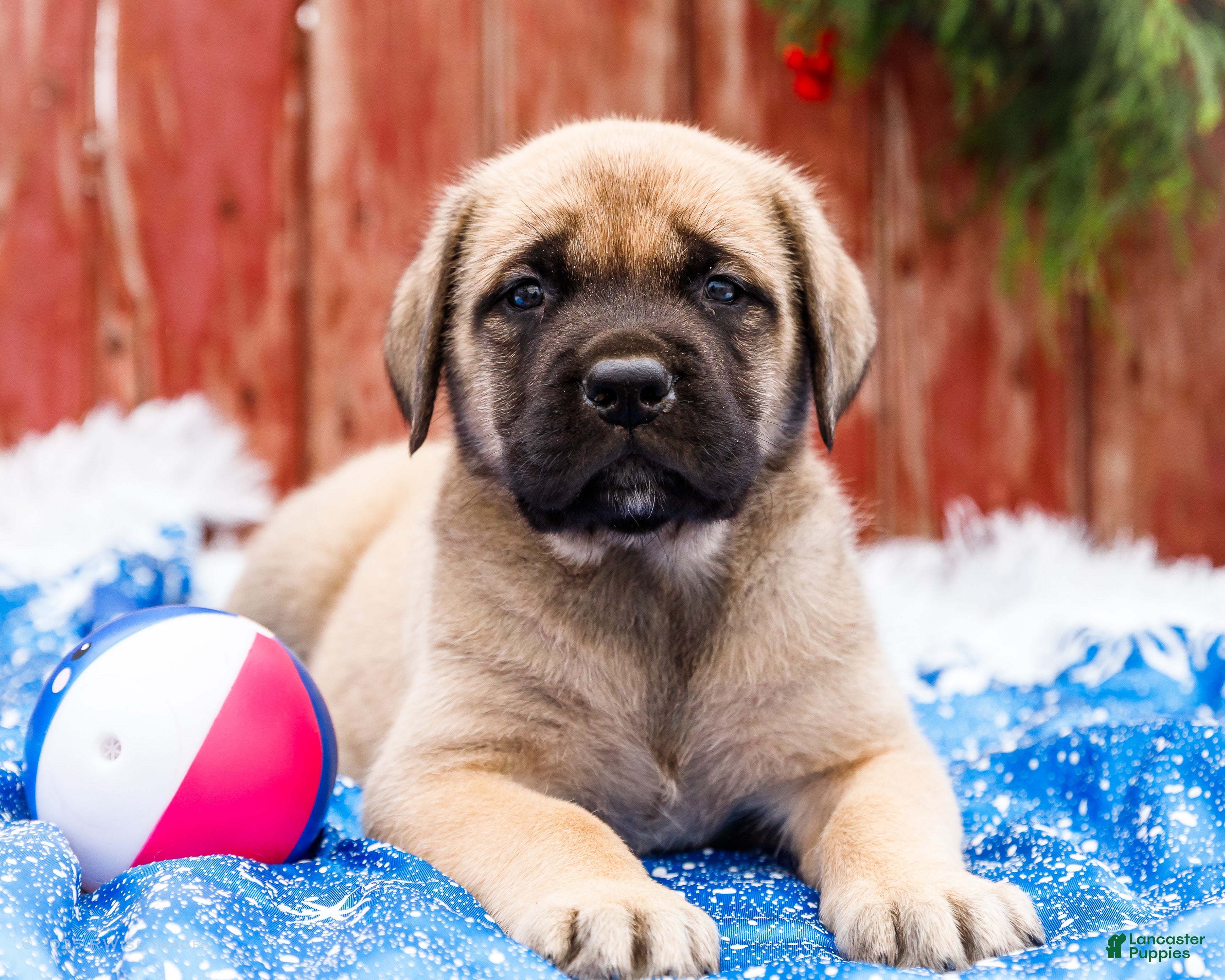 English Mastiff dogs Zeke - Ad 3