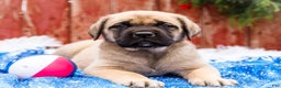 English Mastiff dogs for sale: Zeke - Ad 1