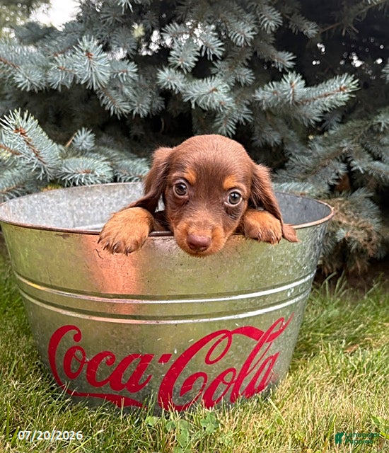 Dachshund dogs Leo - Ad 2