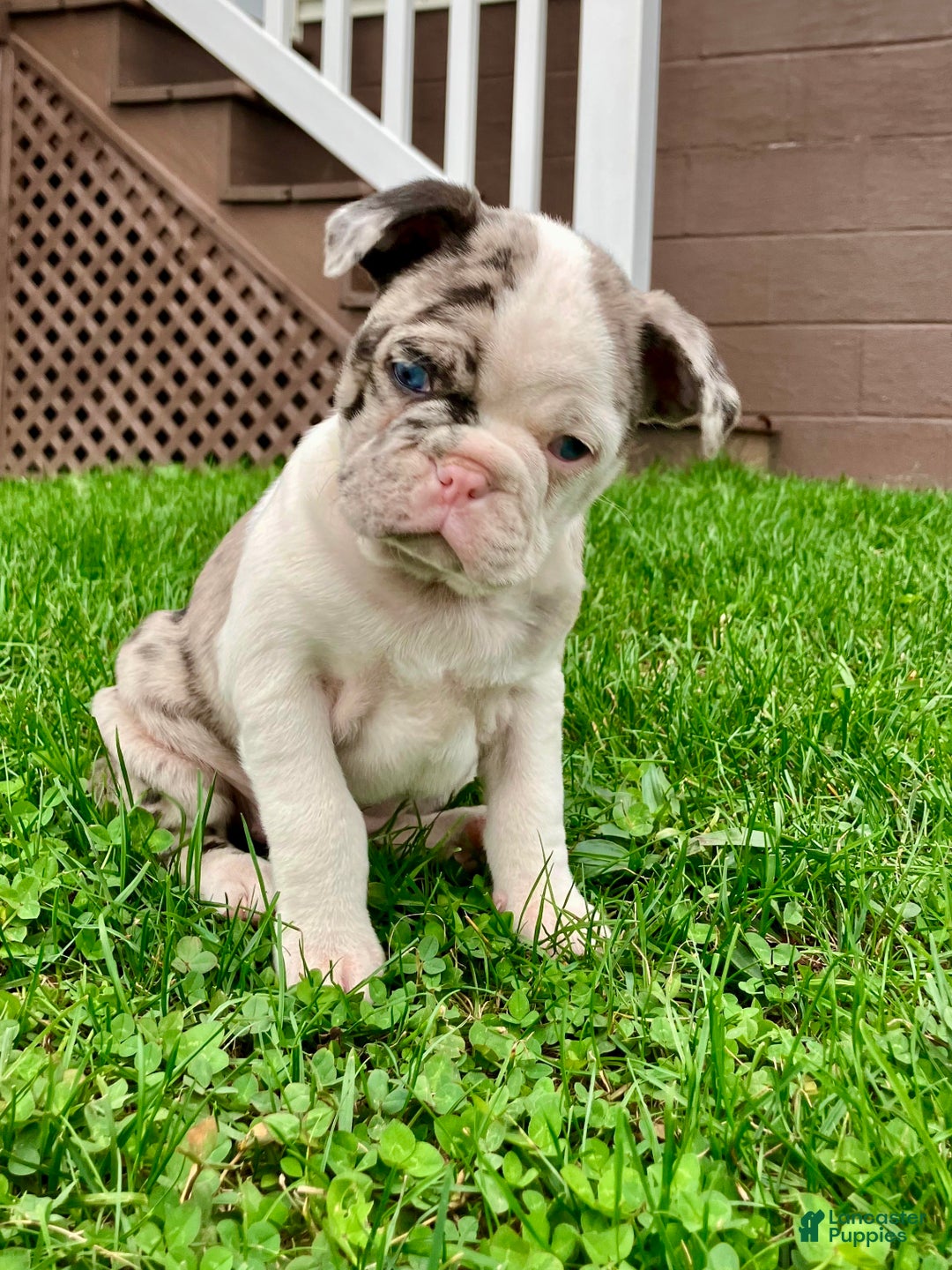 Hallie for sale in Belleville Lancaster Puppies