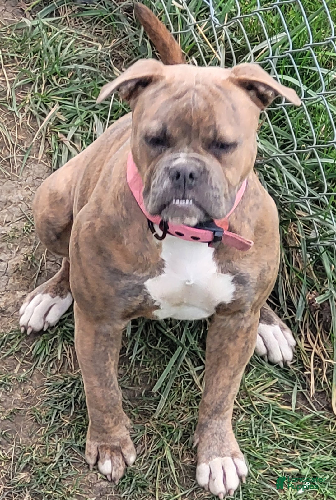 American Bulldog dogs for sale: Cleo - Ad 9