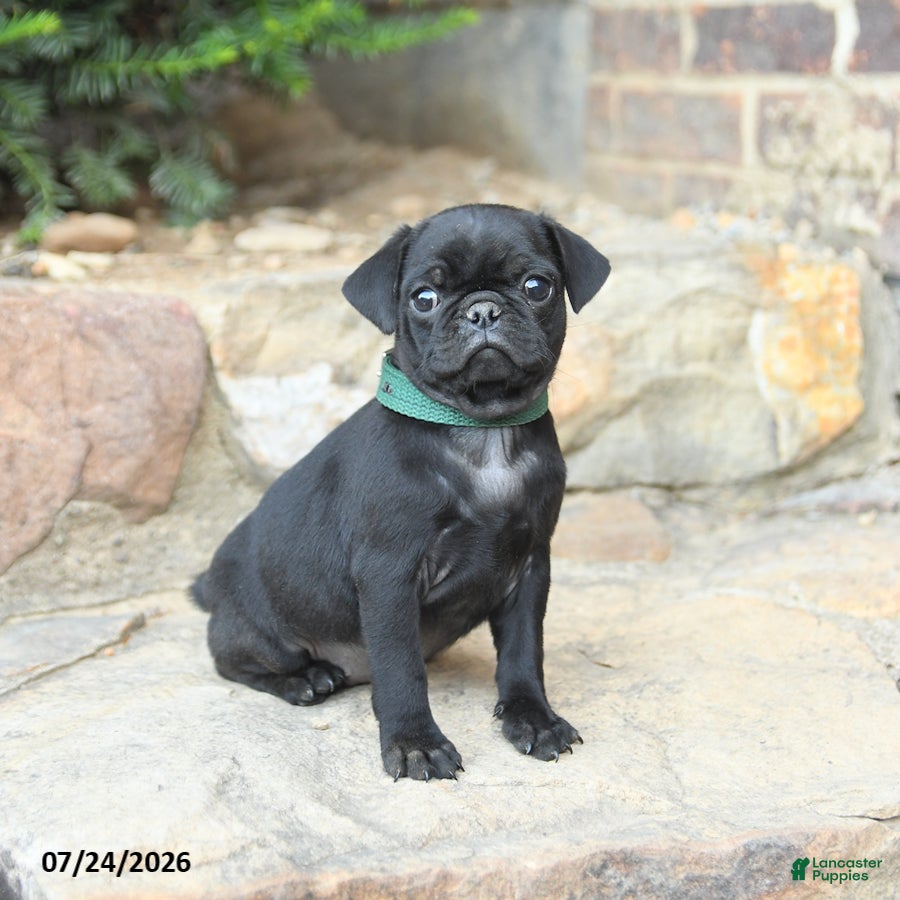 Pug dogs Pansy - Ad 1