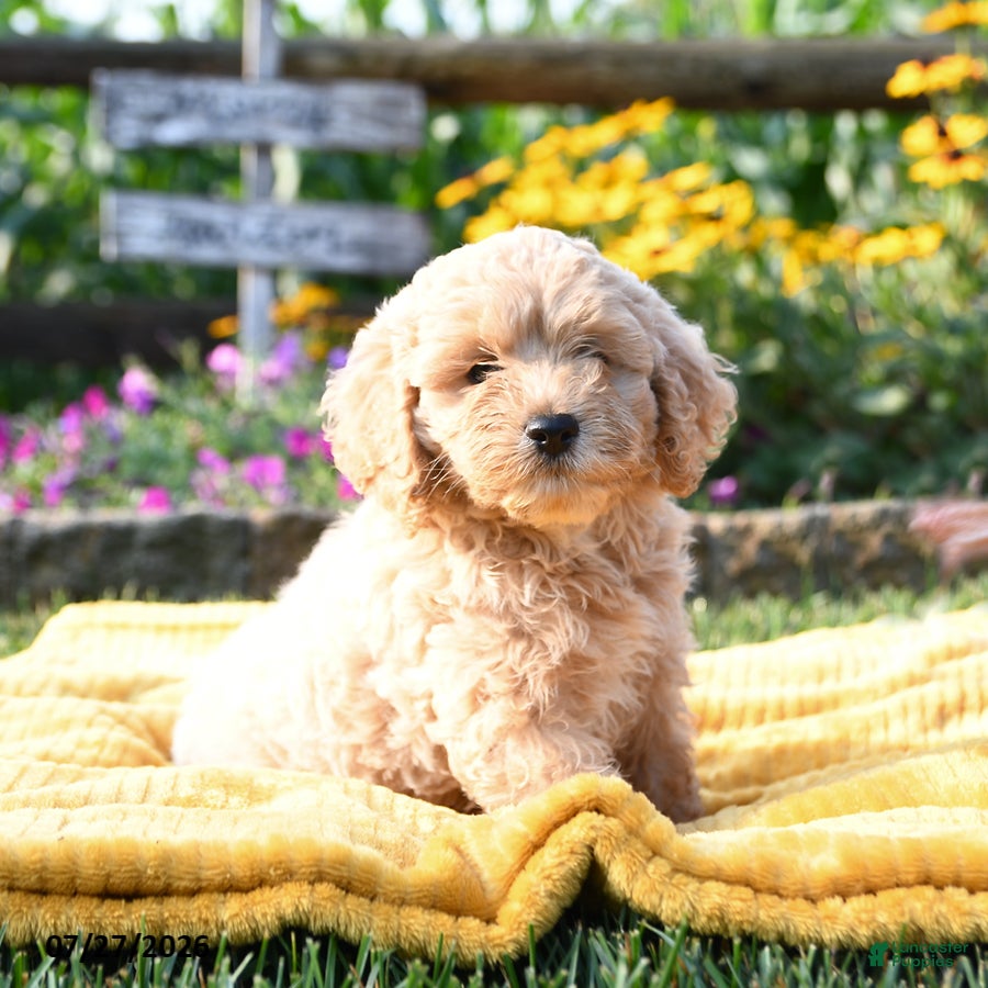 Cockapoo dogs Lucky - Ad 2