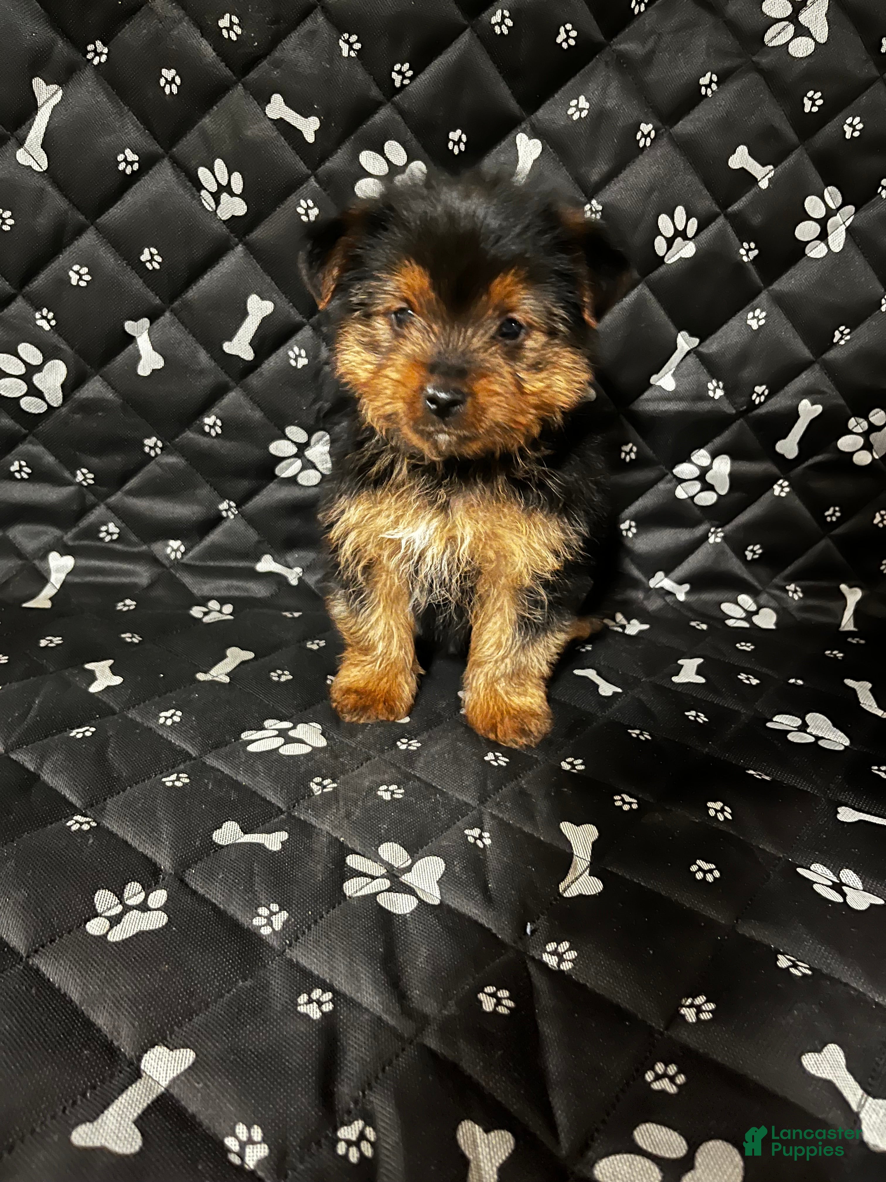 Yorkshire Terrier dogs for sale: Yorkshire Terrier Puppy 3 - Ad 4
