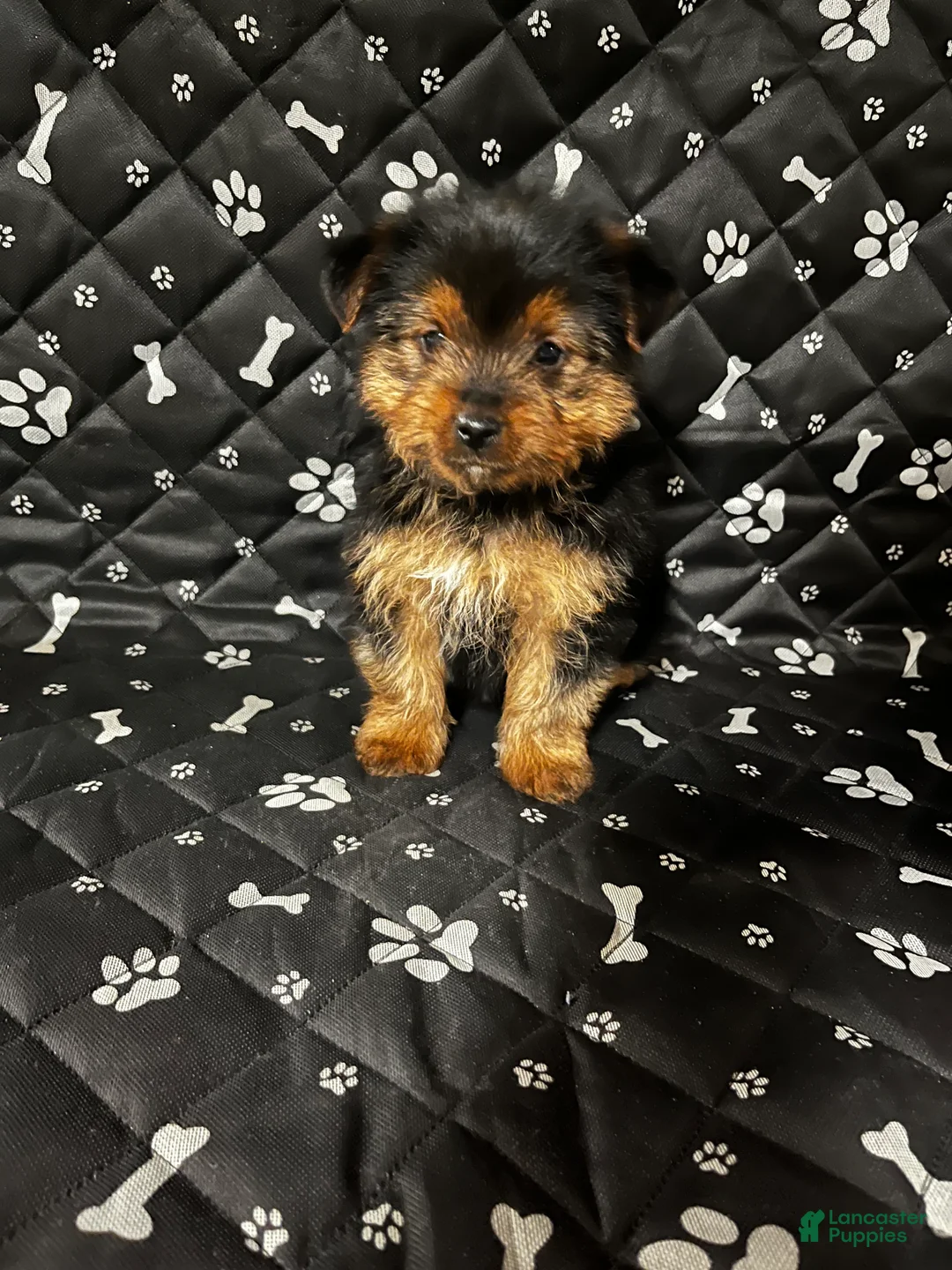 Yorkshire Terrier dogs for sale: Yorkshire Terrier Puppy 3 - Ad 1
