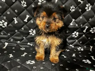 Yorkshire Terrier dogs for sale: Yorkshire Terrier Puppy 3 - Ad 4