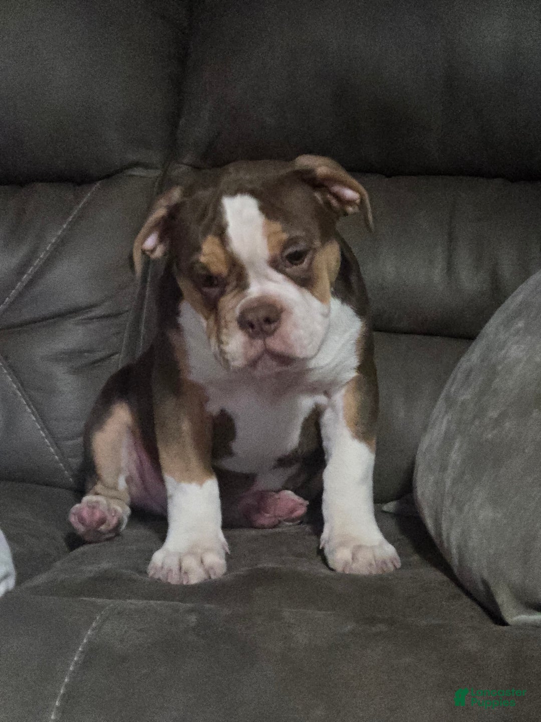 Olde English Bulldogge dogs for sale: Olde English Bulldogge Puppy 1 - Ad 4