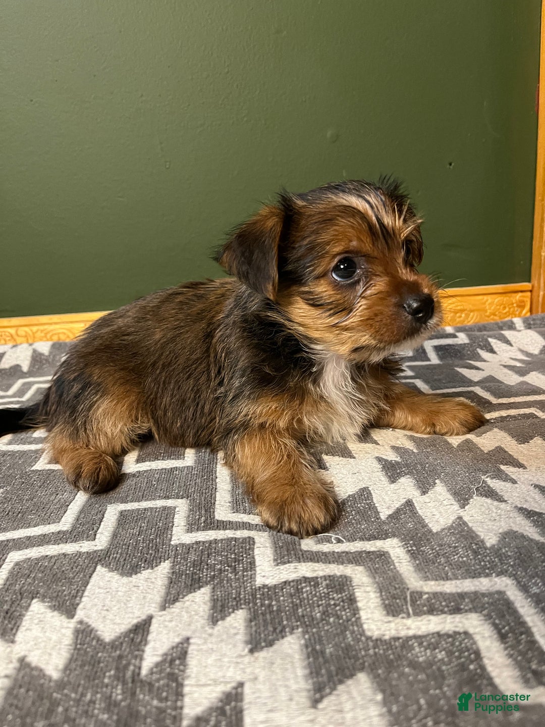 Yorkshire Terrier dogs for sale: Gruff - Ad 2