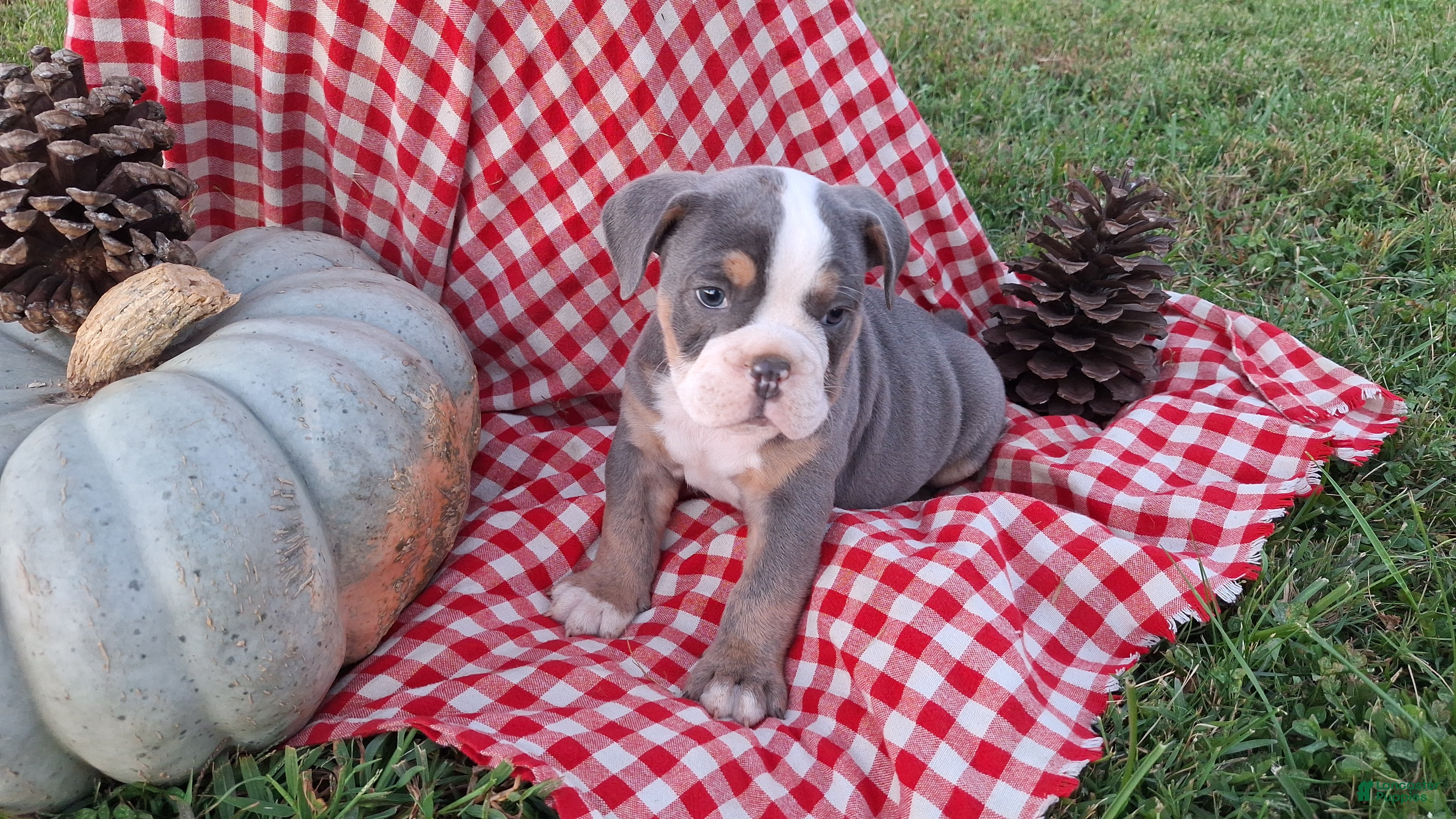 English Bulldog dogs for sale: Tank - Ad 2