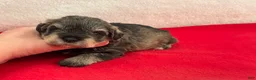 Miniature Schnauzer dogs for sale: Gypsy Female 4 - Ad 1