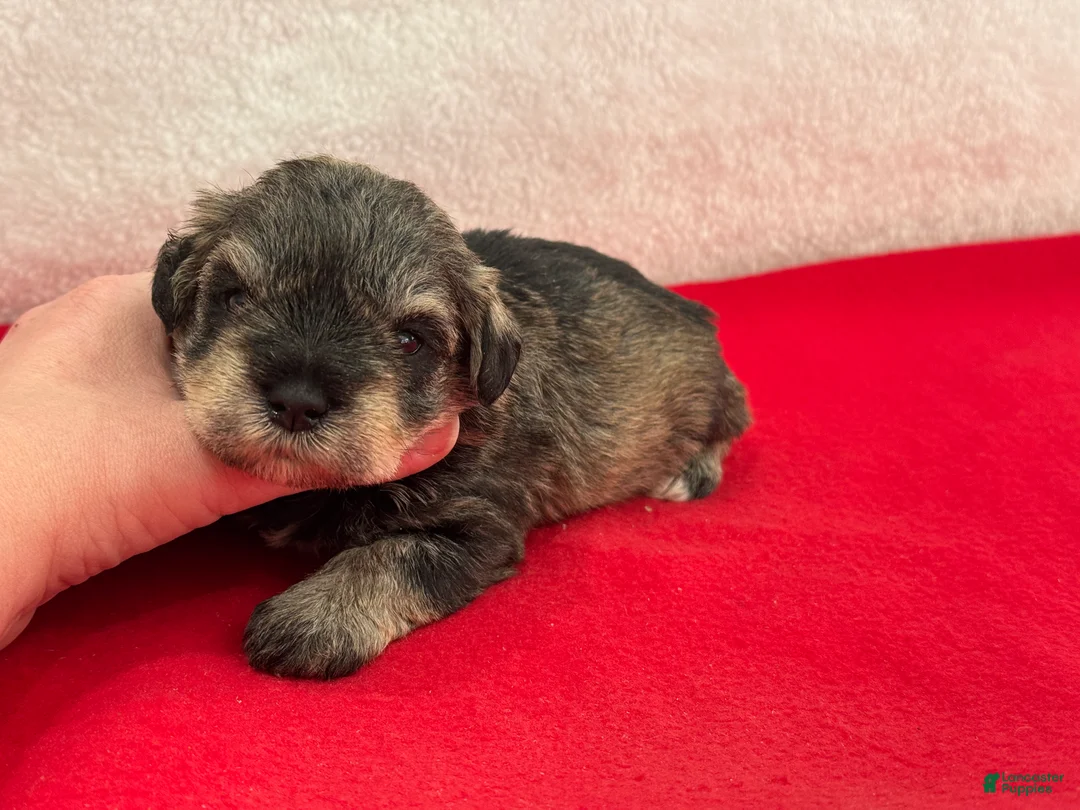 Miniature Schnauzer dogs for sale: Gypsy Female 4 - Ad 1