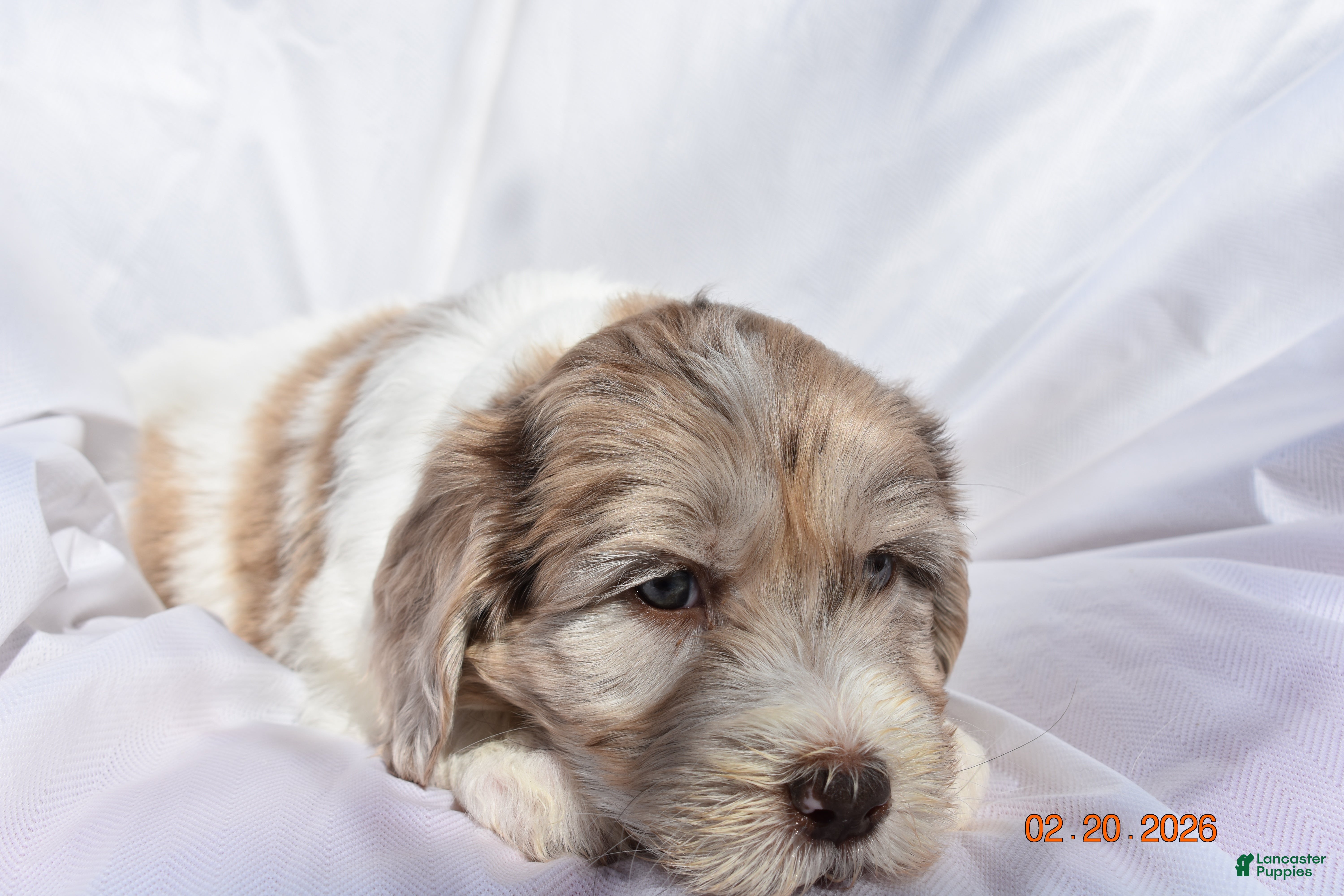 Newfypoo dogs Purple - Ad 2