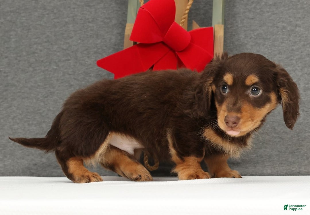 Miniature Dachshund dogs for sale: Gyro - Ad 2
