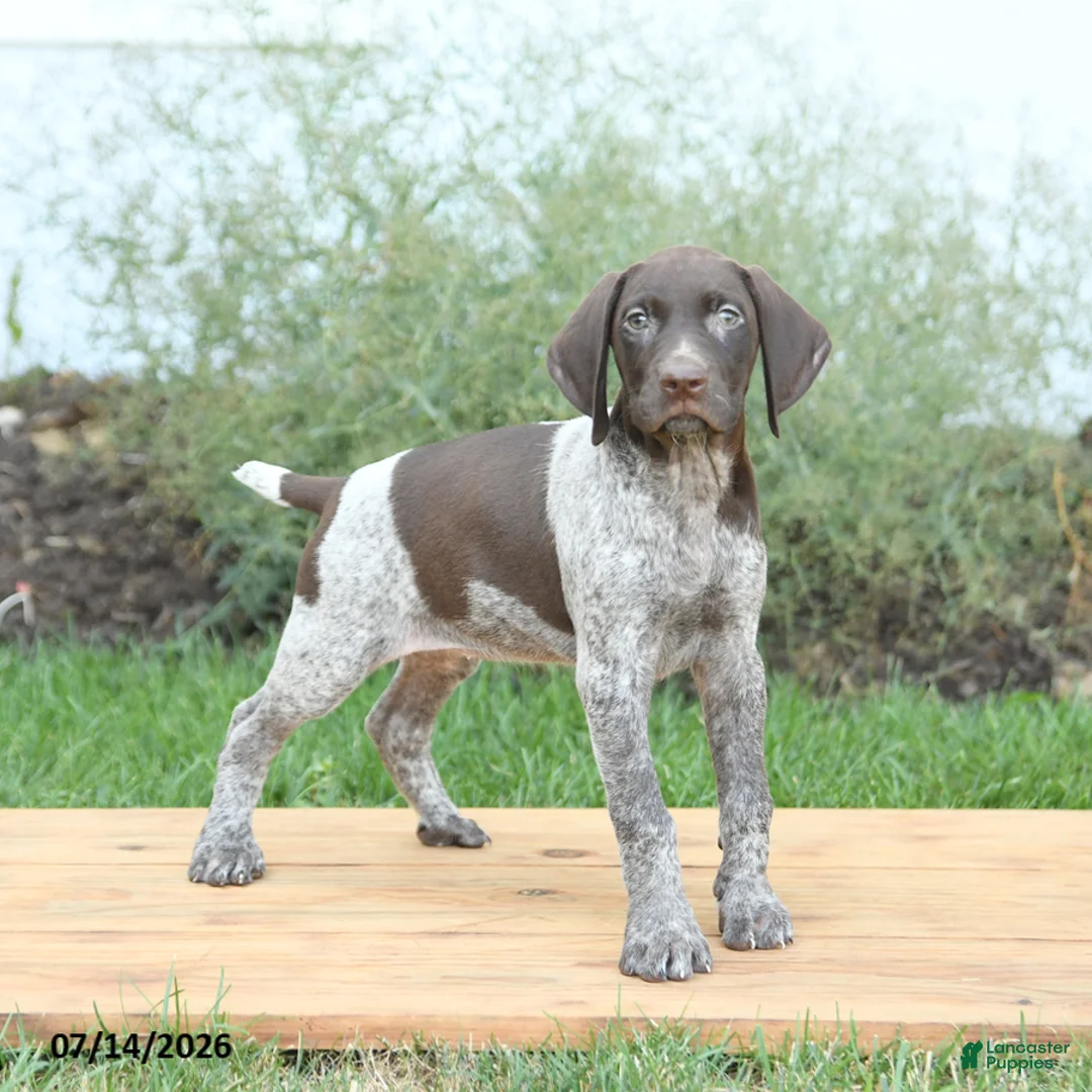 German Shorthaired Pointer dogs for sale: Clover - Ad 1