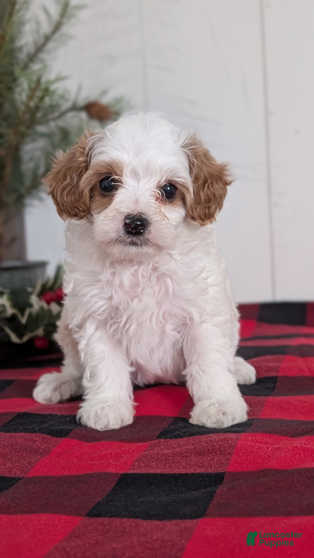 Cavapoo dogs for sale: Delilah  - Ad 6