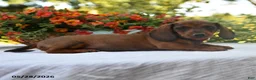 Dachshund dogs for sale: Cody - Ad 4