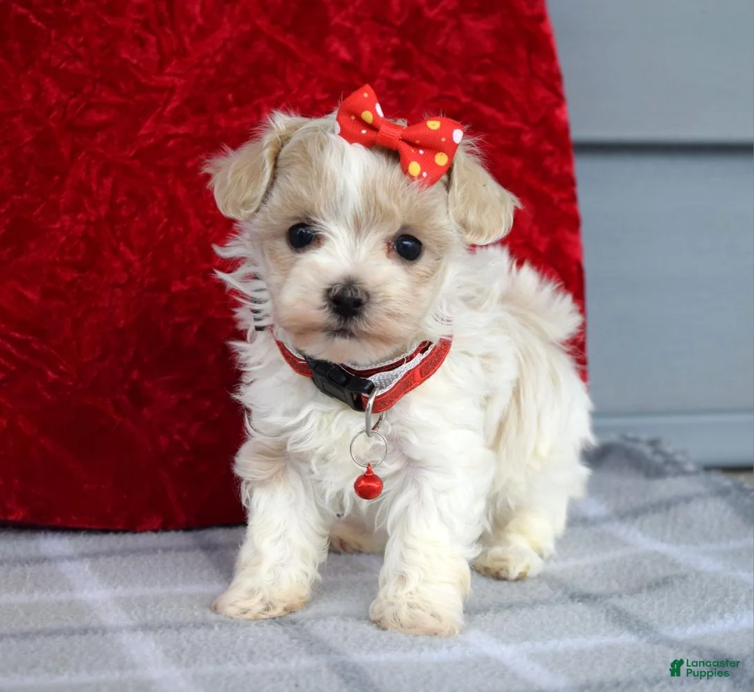 Maltipoo dogs for sale: Cora - Ad 3