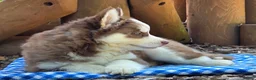 Siberian Husky dogs for sale: Fluffy - Ad 3