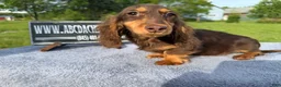 Miniature Dachshund dogs for sale: Russian AKC boy - Ad 2