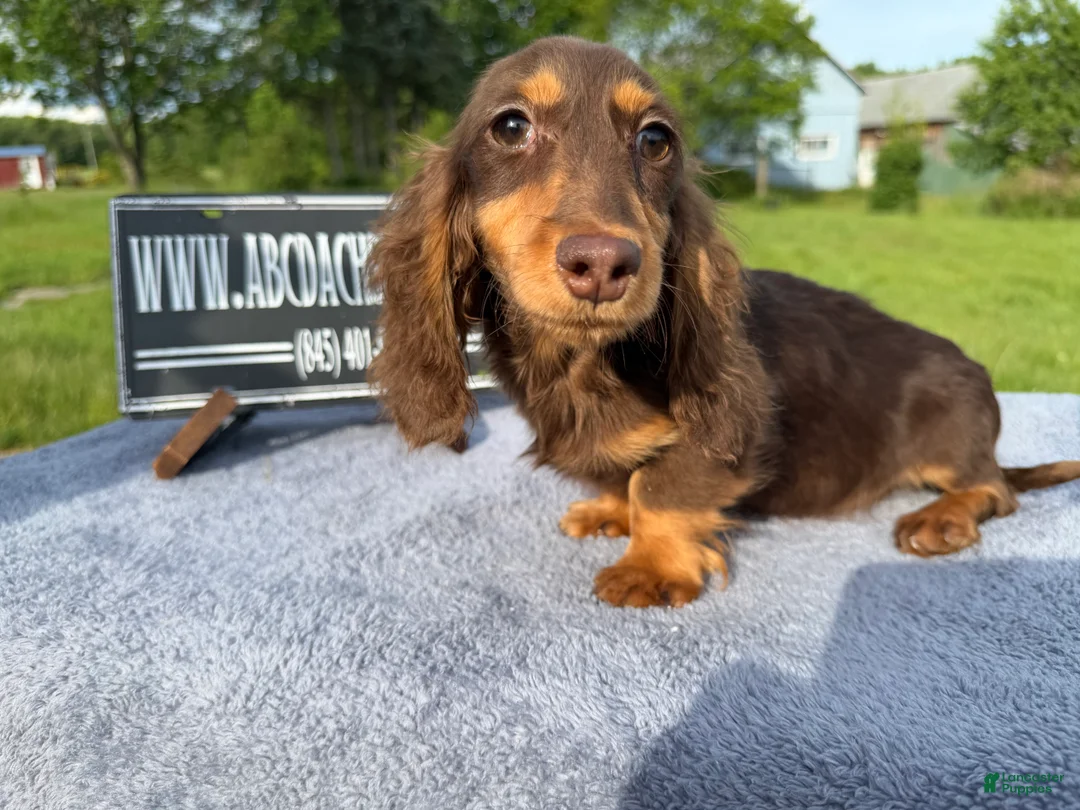 Miniature Dachshund dogs for sale: Russian AKC boy - Ad 2
