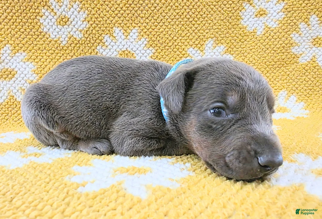 Doberman Pinscher dogs for sale: Doberman Pinscher Puppy 3 - Ad 1