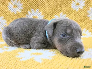 Doberman Pinscher dogs Doberman Pinscher Puppy 3 - Ad 26