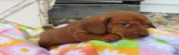 Miniature Dachshund dogs for sale: Michelle - Ad 4