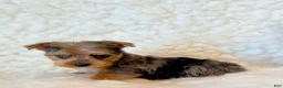 Yorkshire Terrier dogs for sale: Blue tiny toy - Ad 4