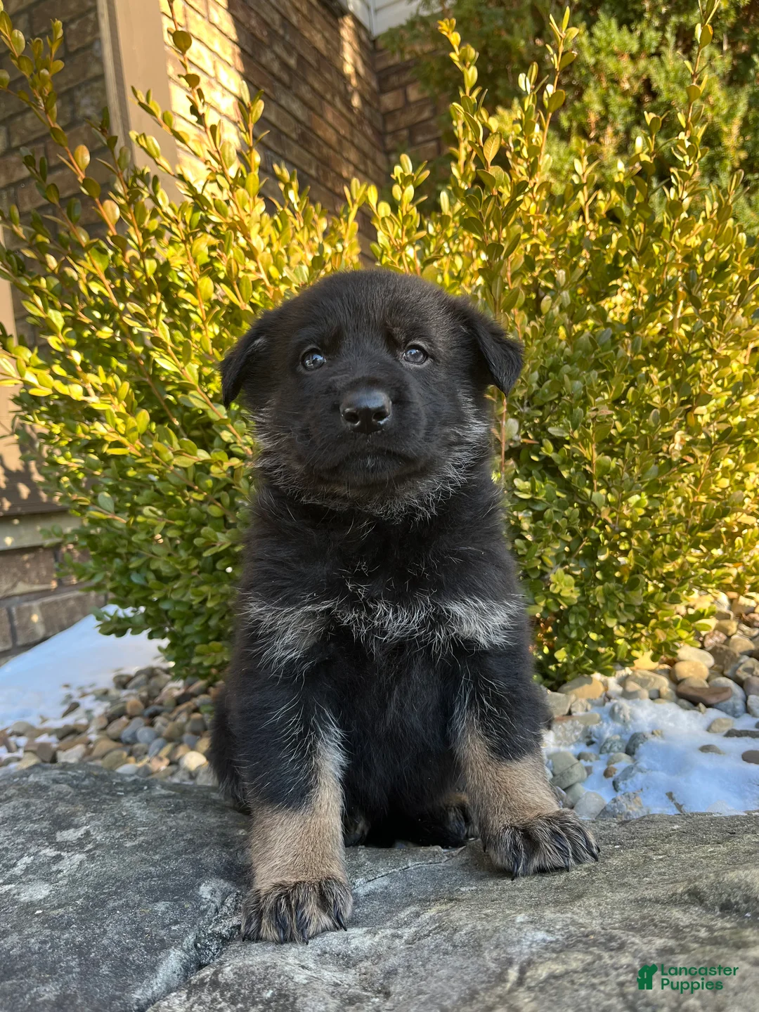 German Shepherd dogs for sale: Mavis - Ad 1
