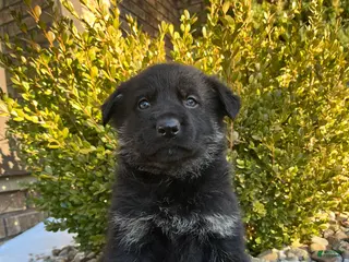 German Shepherd dogs Mavis - Ad 6