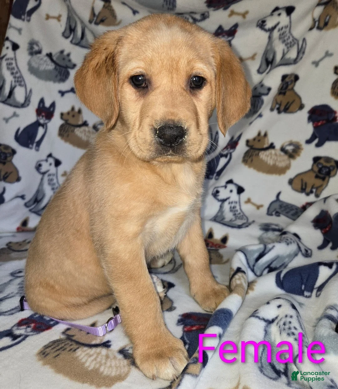 Labrador Retriever dogs for sale: Labrador Retriever Purple Collar - Ad 1