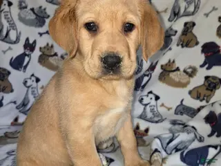 Labrador Retriever dogs for sale: Labrador Retriever Purple Collar - Ad 3