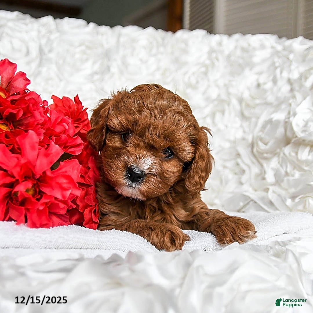 Cavapoo dogs for sale: Holly - Ad 3