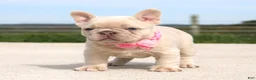 French Bulldog dogs for sale: Miranda - Ad 4