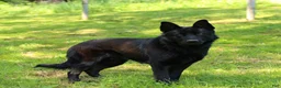 German Shepherd dogs for sale: Clarabelle  - Ad 5