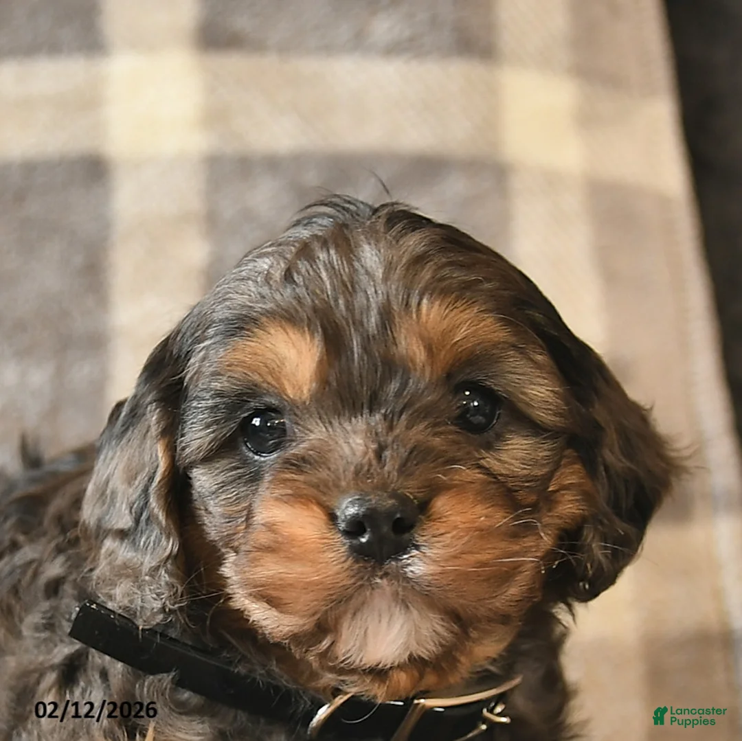 Cavapoo dogs for sale: Cocoa  - Ad 4