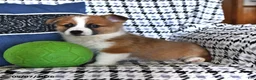 Welsh Corgi Pembroke dogs for sale: Oliver - Ad 4