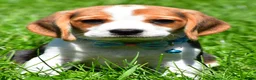 Beagle dogs for sale: Biscuit - Ad 1