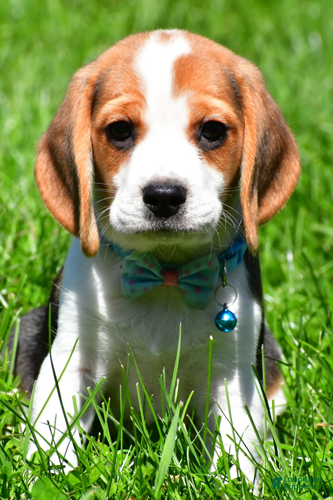 Beagle dogs for sale: Biscuit - Ad 1