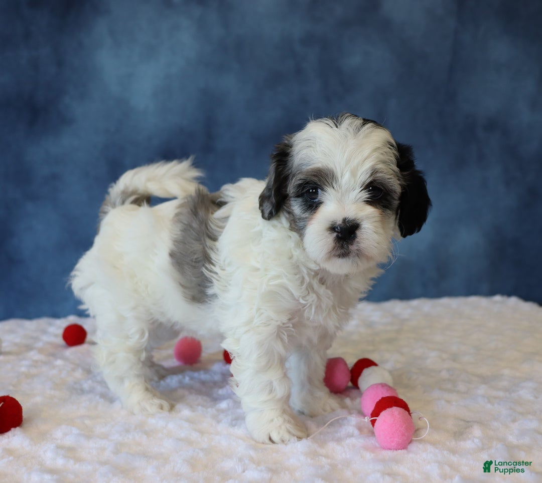 Shihpoo dogs for sale: Peony - Ad 4