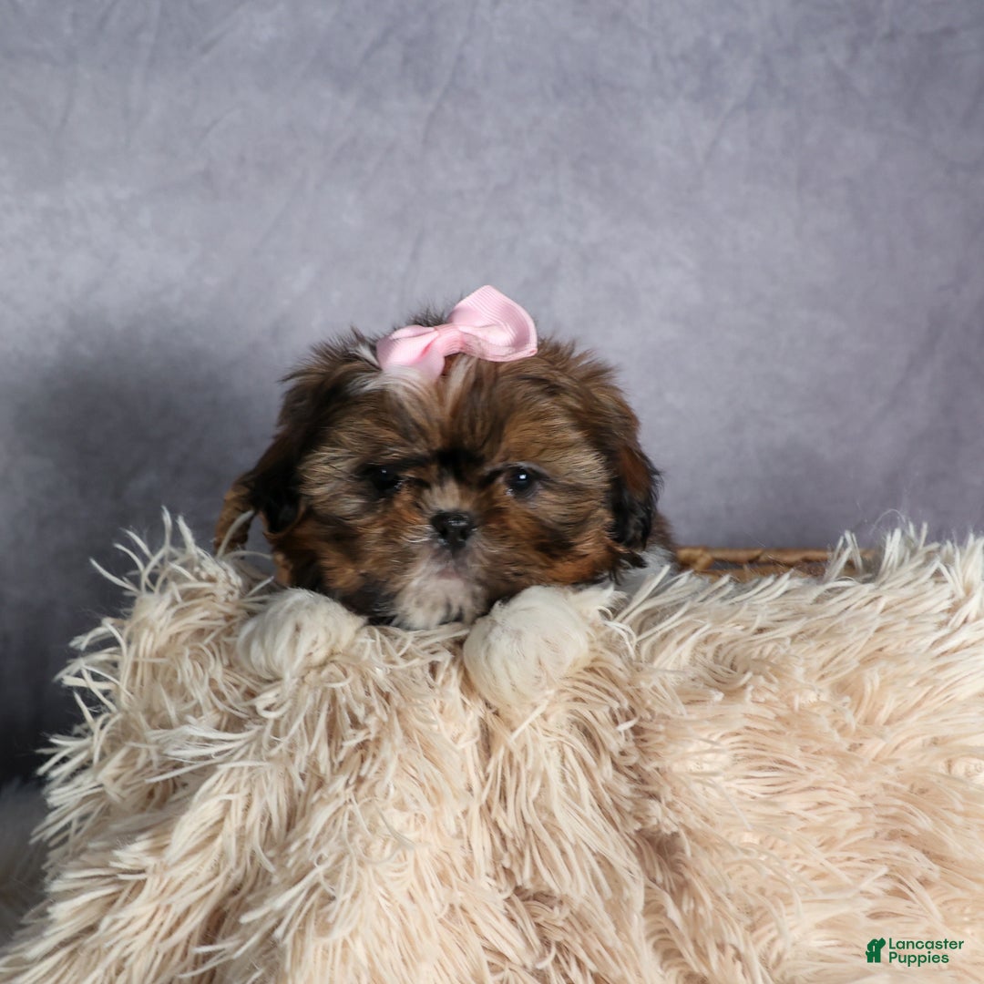 Shih Tzu dogs for sale: OAKLEY - Ad 8