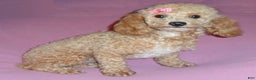 Miniature Poodle dogs for sale: Patches - Ad 8