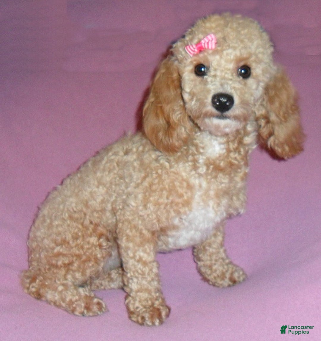 Miniature Poodle dogs for sale: Patches - Ad 8