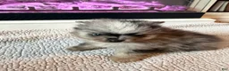 Pomeranian dogs for sale: Geppetto - Ad 5