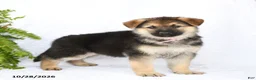 German Shepherd dogs for sale: Rebel - Ad 5