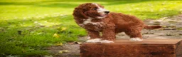 Cavapoo dogs for sale: Blaise Cavapoo  - Ad 6