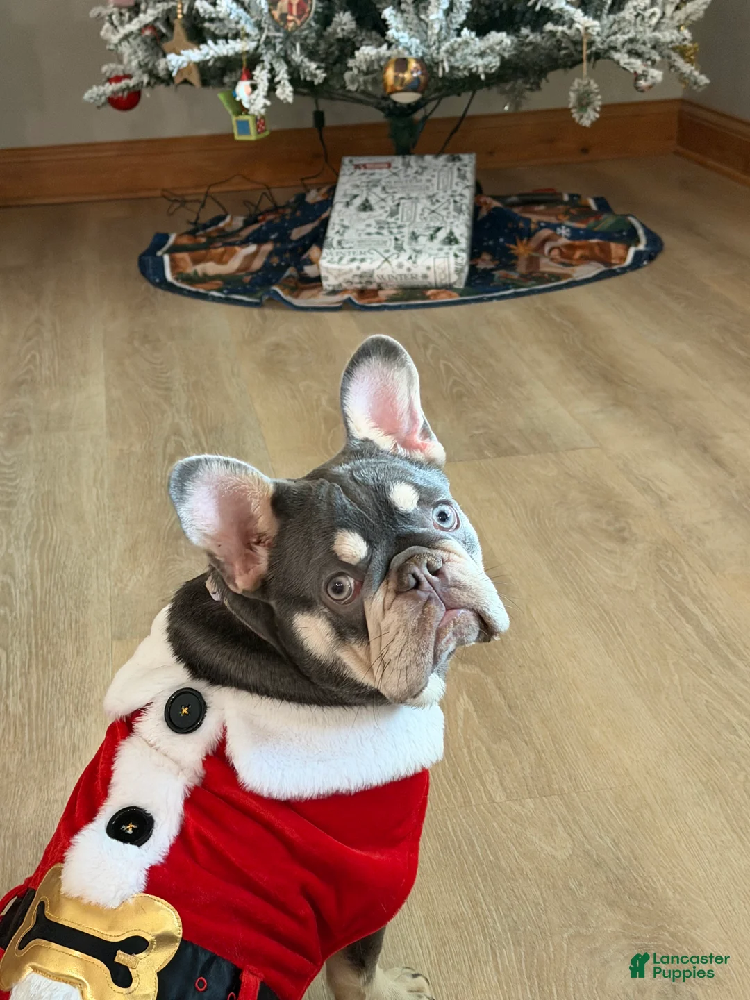 French Bulldog dogs for sale: French Bulldog Puppy 1 - Ad 1