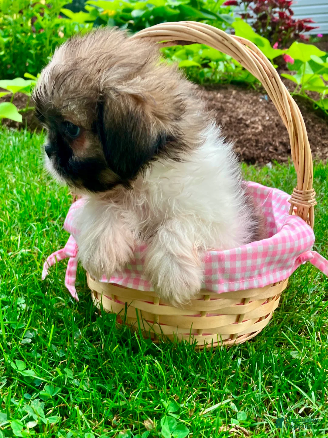 Shih Tzu dogs for sale: Jade - Ad 8