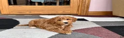 Cockapoo dogs for sale: Tim - Ad 3