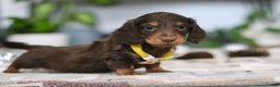 Miniature Dachshund dogs for sale: Alex - Ad 9